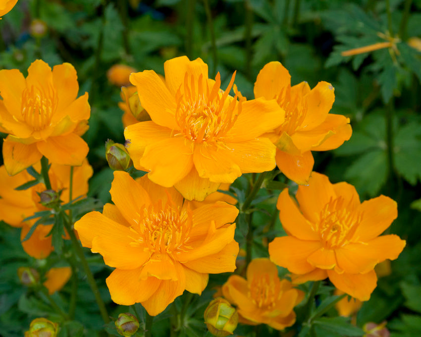 Trollius 'Orange Globe'