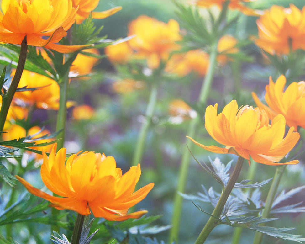 Trollius 'Orange Globe'