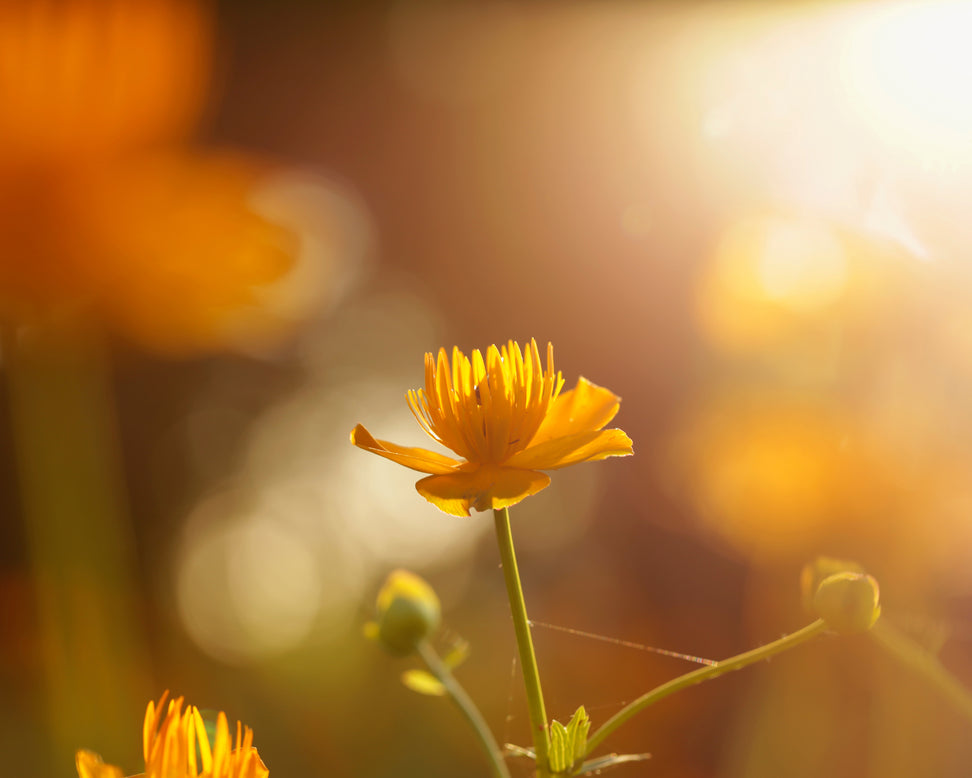 Trollius 'Orange Globe'