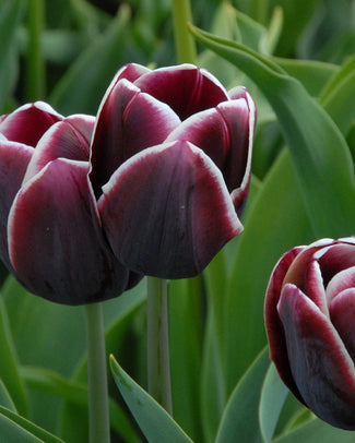 Tulip 'Alexander Pushkin' Flower BulbsAlexander Pushkin Bulbs UK - 1