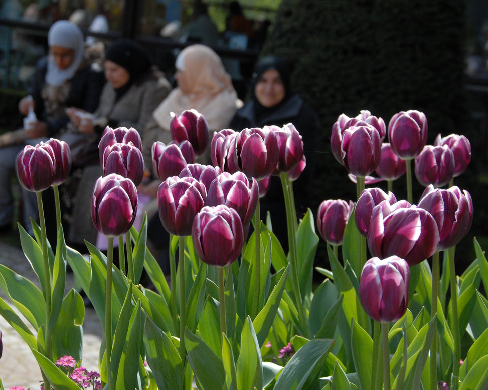 Flower BulbsAlexander Pushkin Bulbs UK - 2