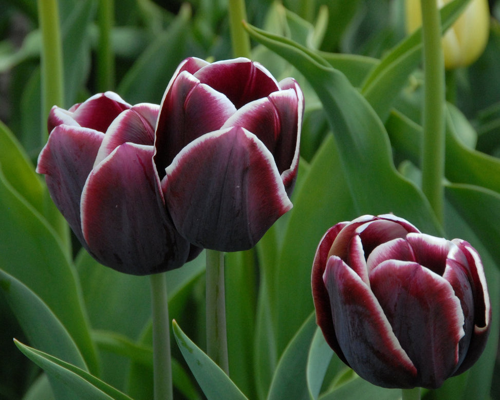 Flower BulbsAlexander Pushkin Bulbs UK - 3