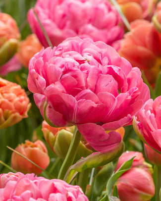 Tulip 'Amazing Grace' Tulip 'Amazing Grace'