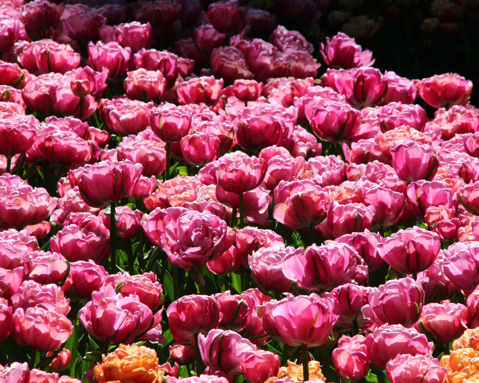 Tulip 'Amazing Grace'