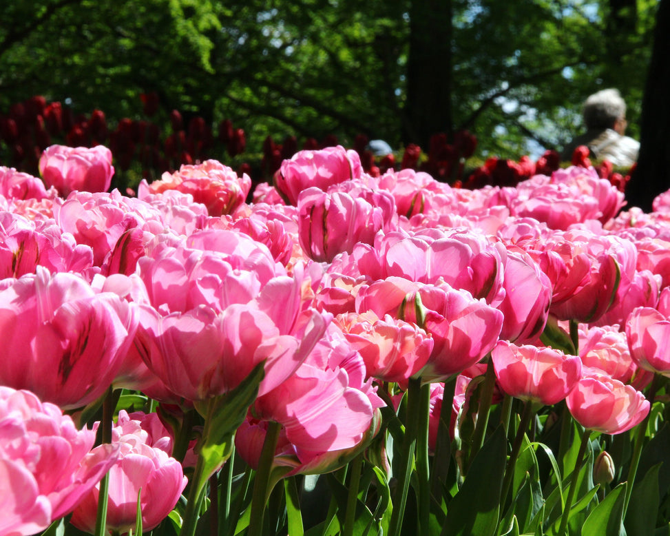 Tulip 'Amazing Grace'