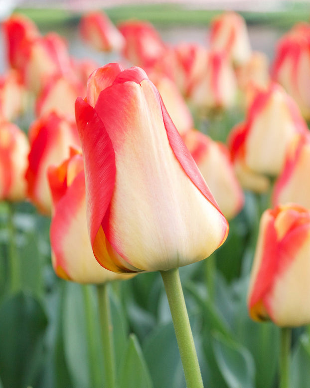 Flower BulbsAmerican Dream Bulbs UK - 1