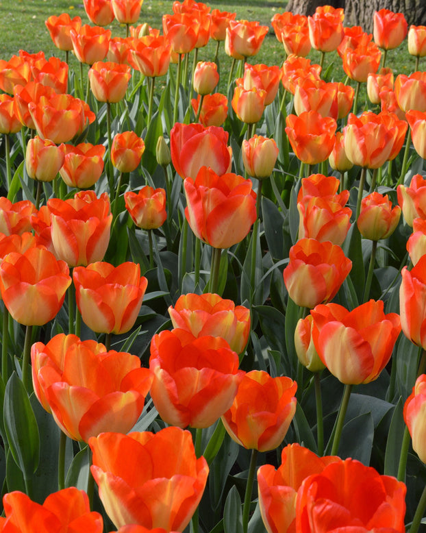 Flower BulbsAmerican Dream Bulbs UK - 3