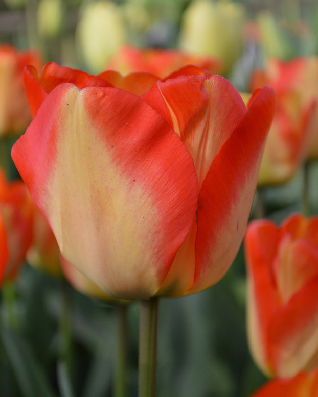 Flower BulbsAmerican Dream Bulbs UK - 4