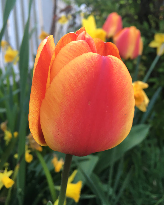 Tulip 'Apeldoorn Elite'