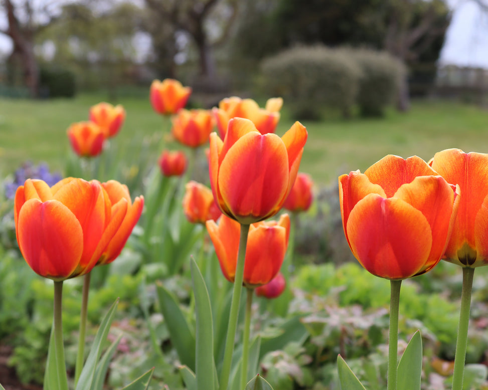 Tulip 'Apeldoorn Elite'