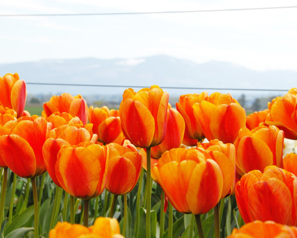 Flower BulbsApeldoorn Elite Bulbs UK - 2