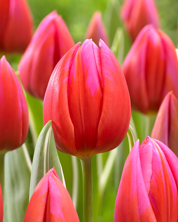 Tulip 'Aphrodite'