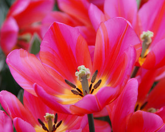 Tulip 'Aphrodite' Tulip 'Aphrodite'