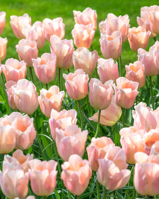 Tulip 'Apricot Beauty' Flower BulbsApricot Beauty Bulbs UK - 1