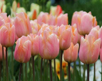 Tulip 'Apricot Beauty' Flower BulbsApricot Beauty Bulbs UK - 1