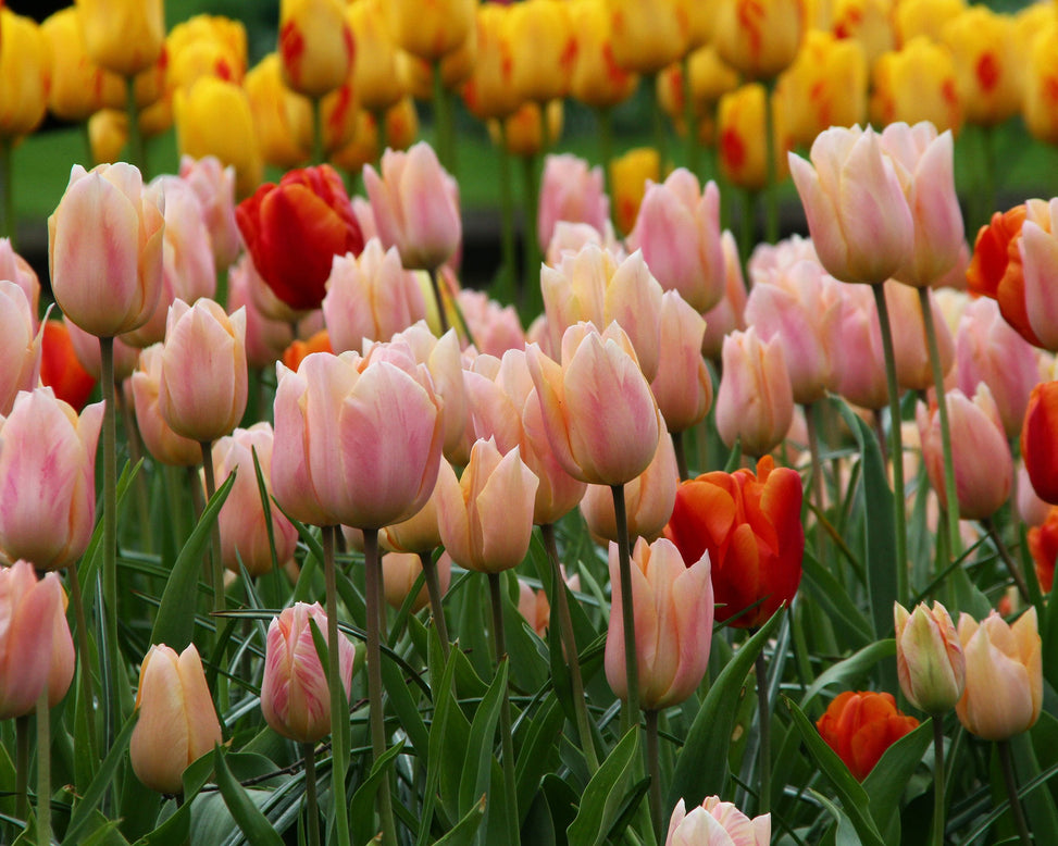 Tulip 'Apricot Beauty'