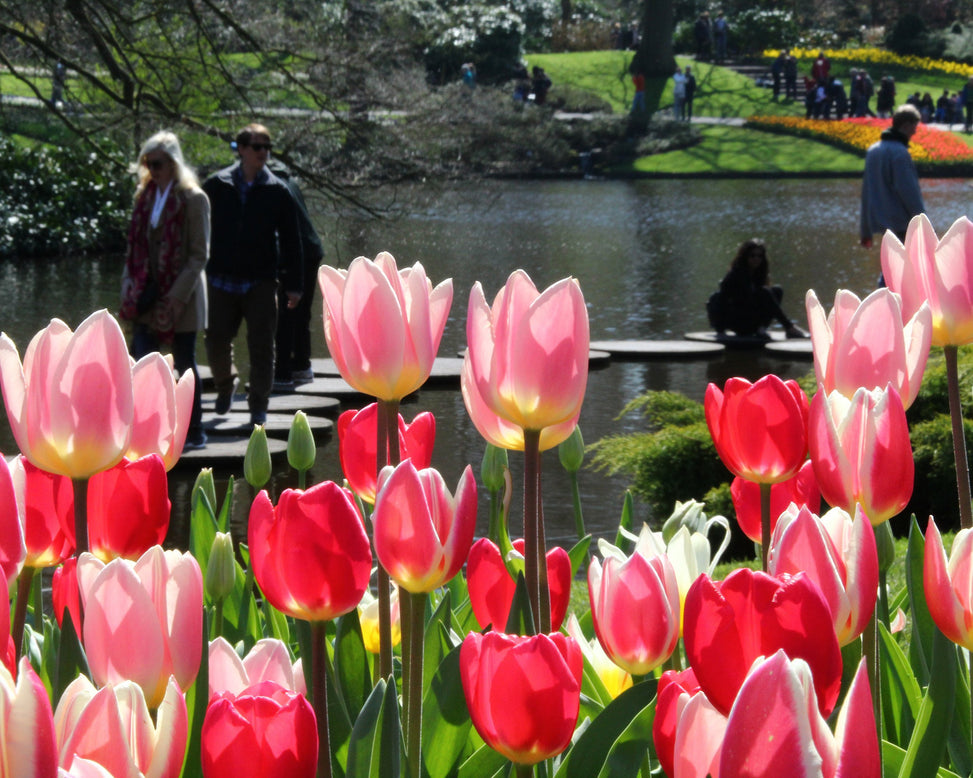 Tulip 'Apricot Delight'