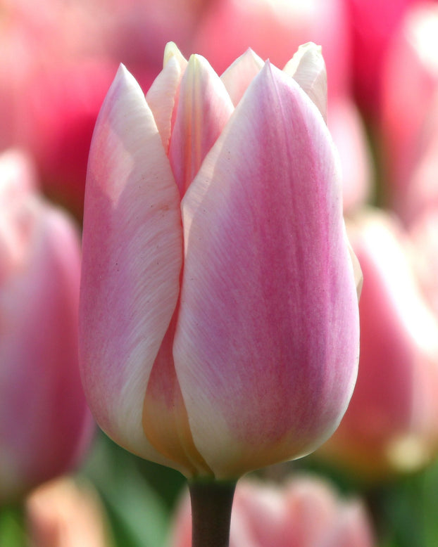 Tulip 'Apricot Delight'