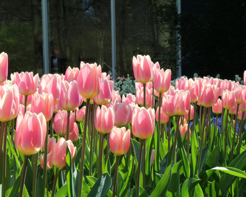 Tulip 'Apricot Delight'
