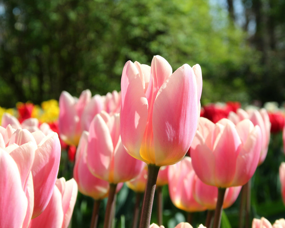 Tulip 'Apricot Delight'