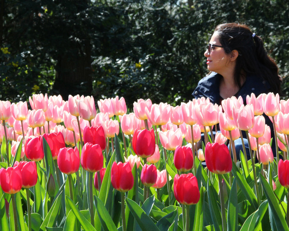 Tulip 'Apricot Delight'