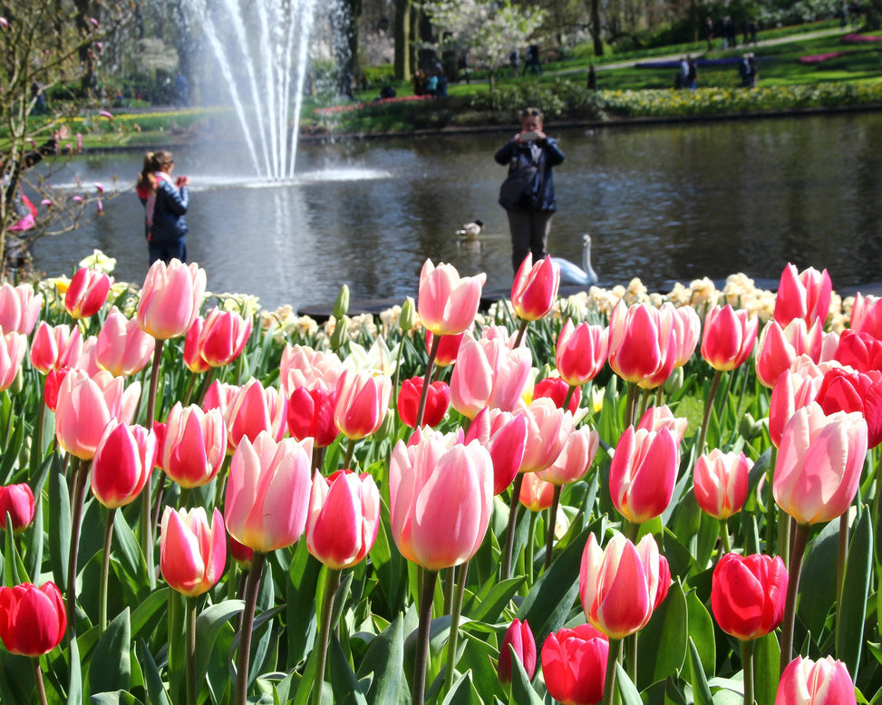 Tulip 'Apricot Delight'