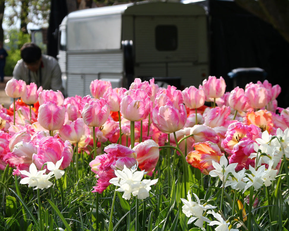 Tulip 'Apricot Parrot'