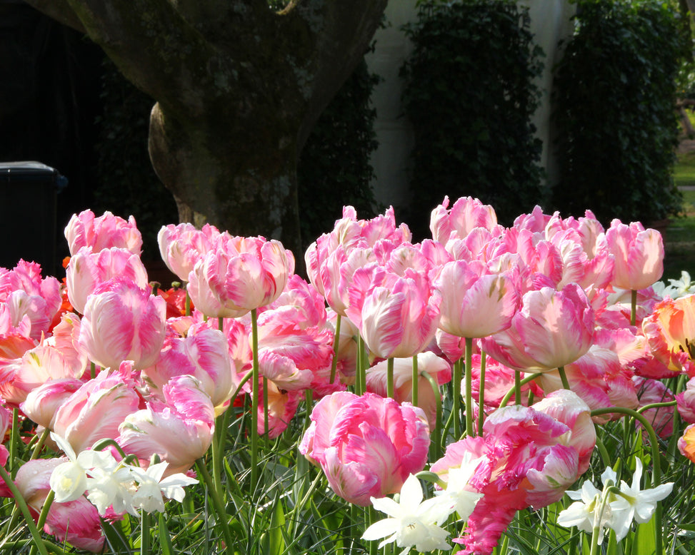 Tulip 'Apricot Parrot'
