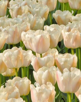 Tulip 'Apricot Pride' Tulip 'Apricot Pride'