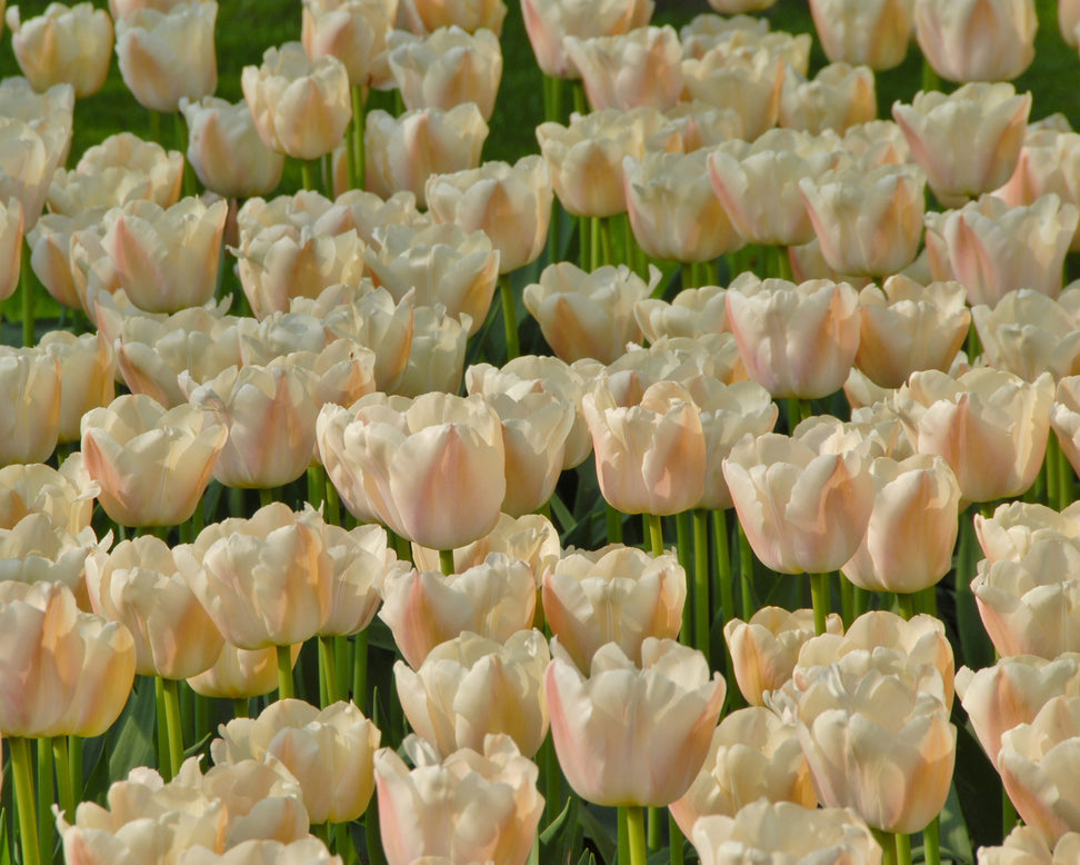 Tulip 'Apricot Pride'