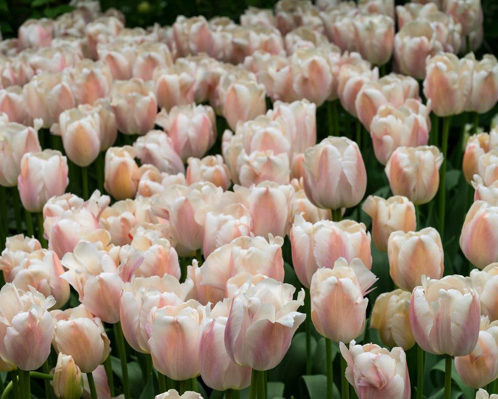 Tulip 'Apricot Pride'