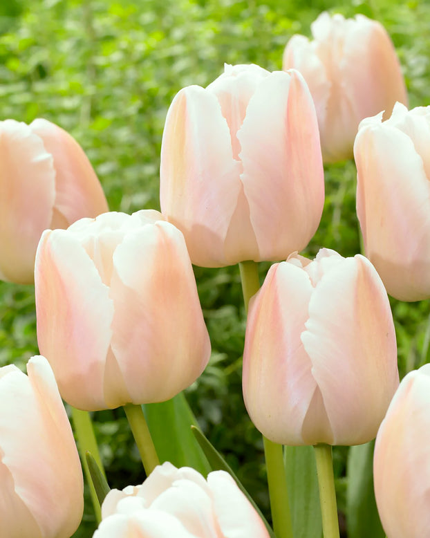 Tulip 'Apricot Pride'