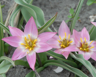 Tulip aucheriana Tulip aucheriana