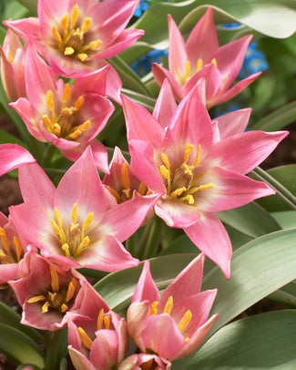 Tulip aucheriana Tulip aucheriana