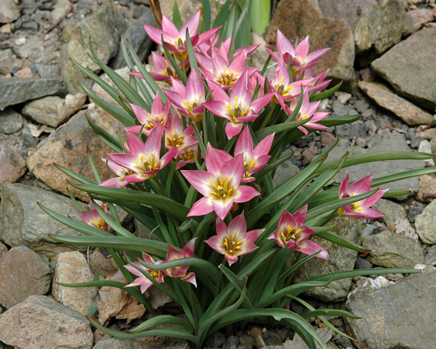 Tulip aucheriana