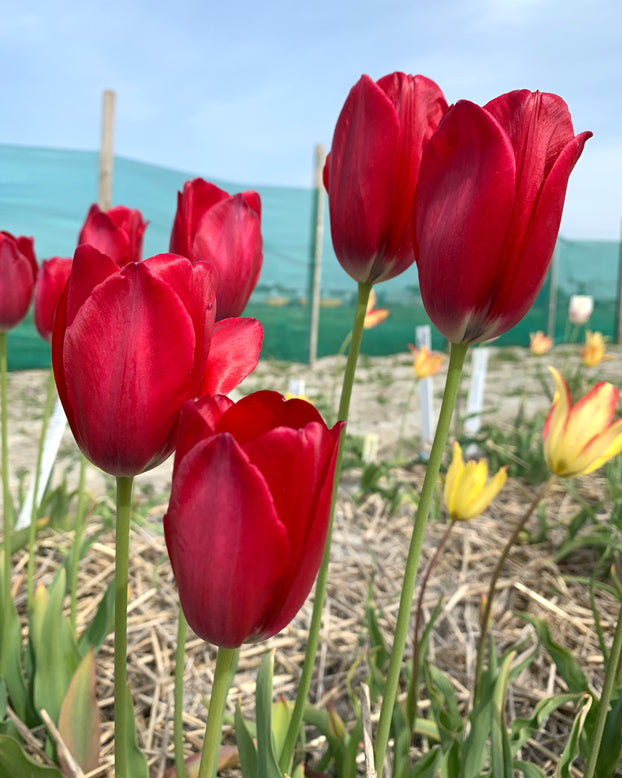 Tulip aximensis