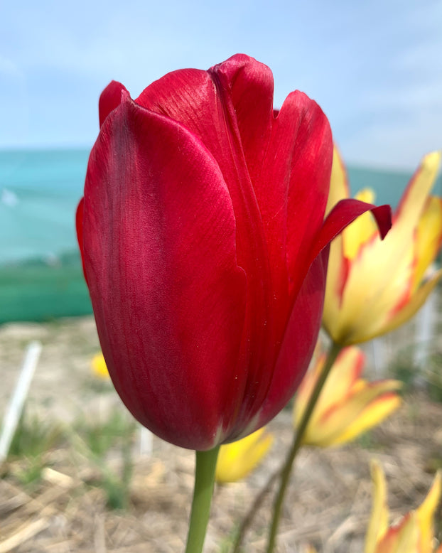Tulip aximensis