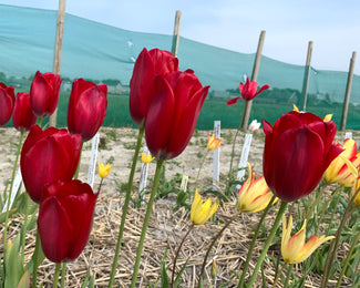 Tulip aximensis Tulip aximensis