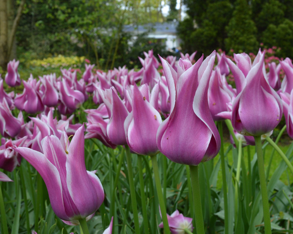 Flower BulbsBallade Bulbs UK - 5