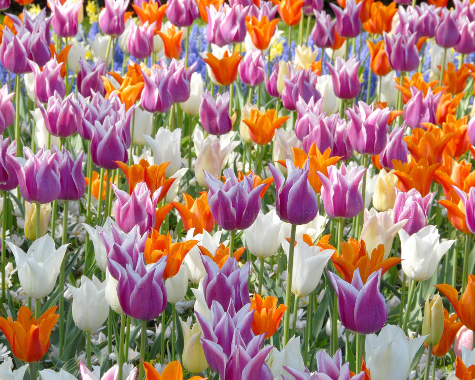 Flower BulbsBallade Bulbs UK - 4