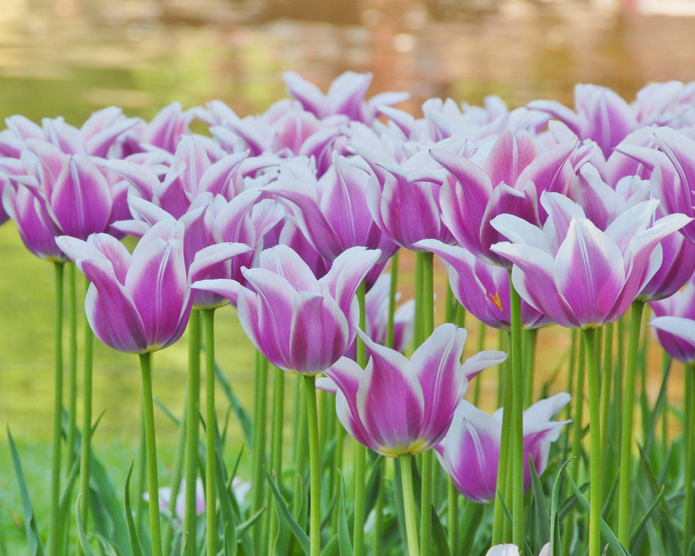 Flower BulbsBallade Bulbs UK - 2