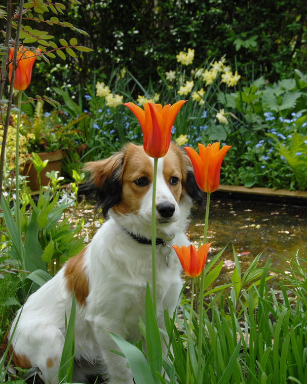 Flower BulbsBallerina Bulbs UK - 1