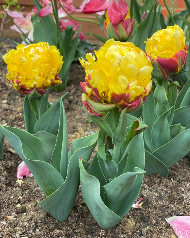 Tulip 'Ice Cream Banana'