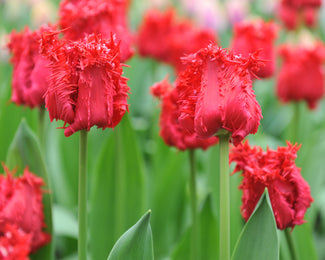 Tulip 'Barbados' Tulip 'Barbados'