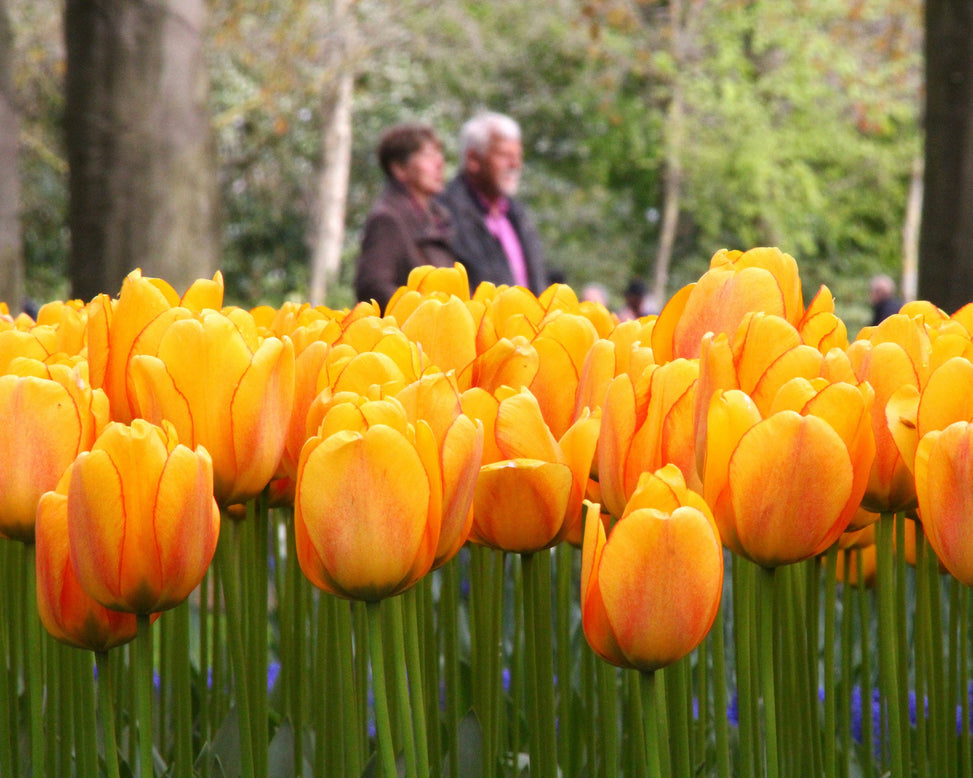 Tulip 'Beauty of Spring'