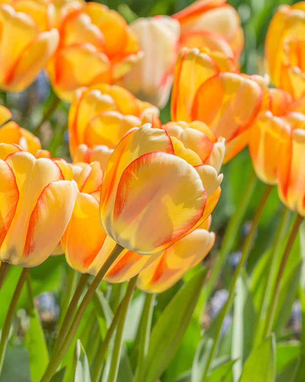 Flower BulbsBeauty of Spring Bulbs UK - 1