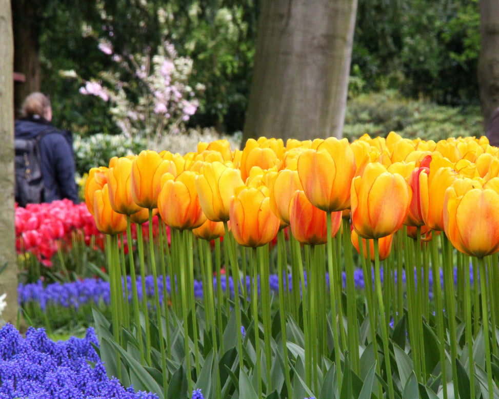 Tulip 'Beauty of Spring'