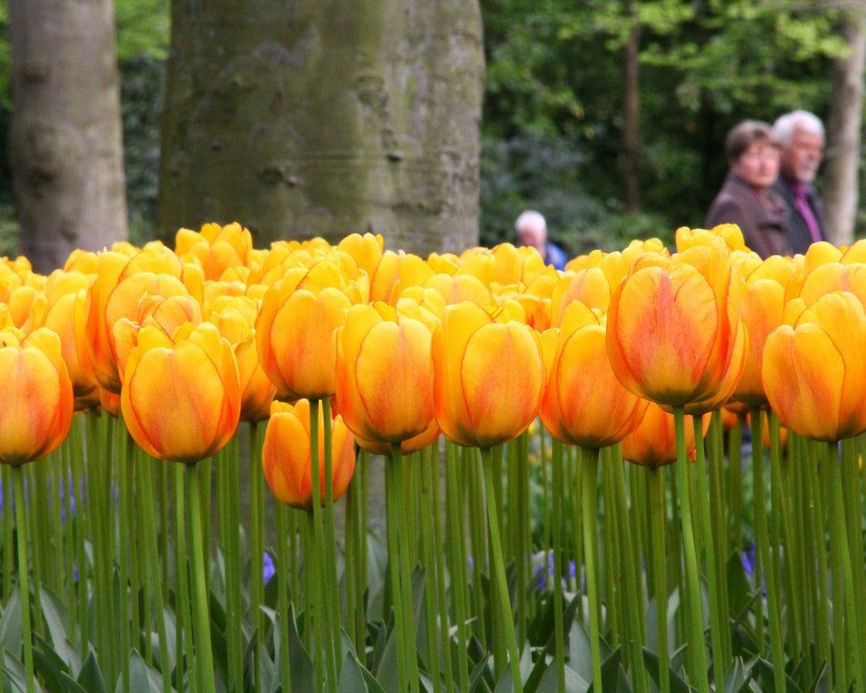 Tulip 'Beauty of Spring'