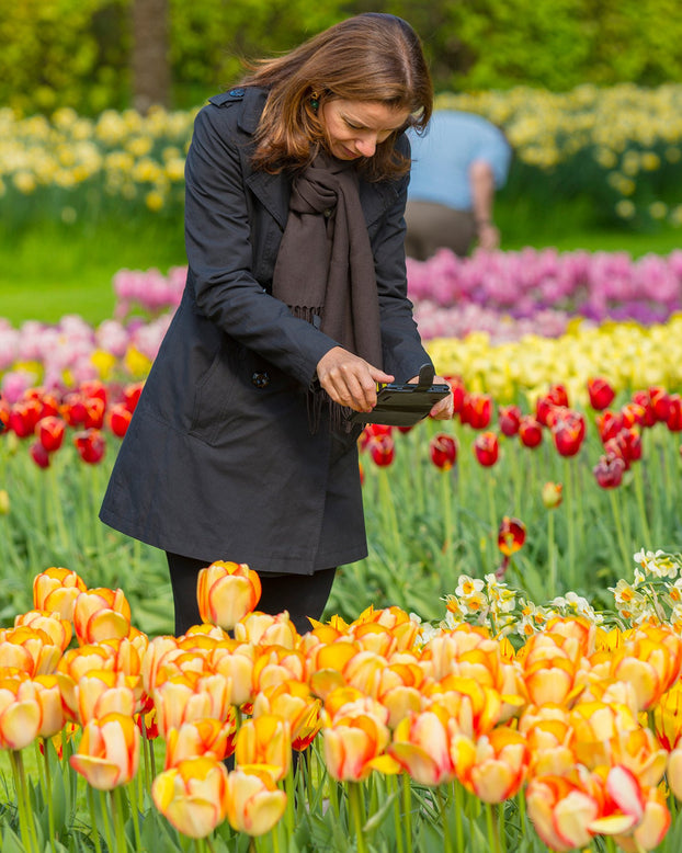 Flower BulbsBeauty of Spring Bulbs UK - 2