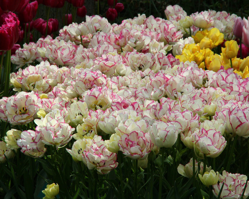 Tulip 'Belicia'